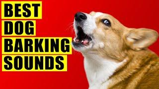 Dogs Barking Sounds Compilation See How Your Dog REACTS. 15 Breeds Loud Dog Barking Sound Effect.