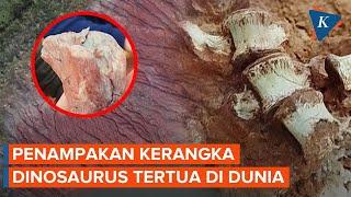 Penampakan Kerangka Dinosaurus Tertua di Dunia yang Ditemukan Ilmuwan Brasil