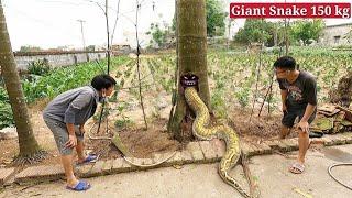 200 kg giant snake lives in the trunk of a coconut tree