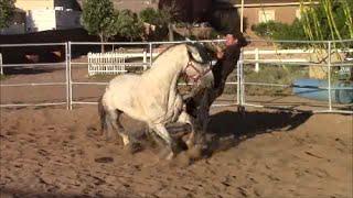 When Horses Attack Part 1 Mike Hughes Auburn California