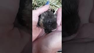 baby guinea pig needs a name #guineapiggies #guineapig #pet #pets #animals