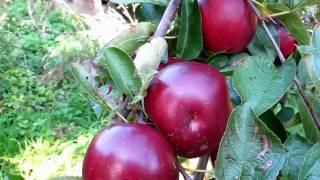 Appel Harvest. Plukke æbler.