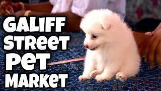 Galiff Street Recent Dog Puppy Price Update  Galiff Street Pet Market Kolkata  Visit 9th Jan 2022