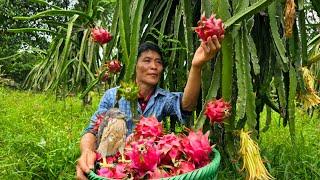 Harvesting Dragon Fruit Go To The Market Sell - Manufacture The End Mill With Stone - Solo Survival