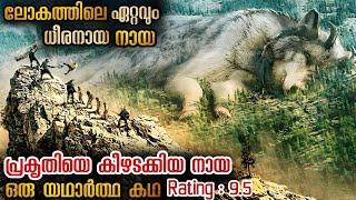 ജീവിതത്തിൽ ഒരിക്കലും മിസ്സ് ആക്കാൻ പാടില്ലാത്ത സിനിമ  ഈ നായയുടെ കഥ കോരിത്തരിച്ചു പോകും