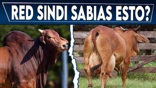  RED SINDI Conoces Sabias Esto?   Vacas Lecheras  Cárnicas   Doble Proposito 