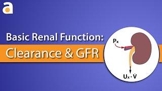 Basic Renal Function Clearance and GFR