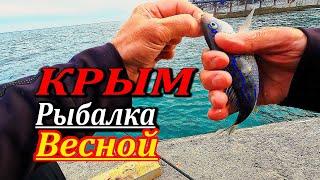 ВОДА ГРЕЕТСЯ РЫБКА ШЕВЕЛИТСЯ. Морская рыбалка. Что ловят в Крыму весной?