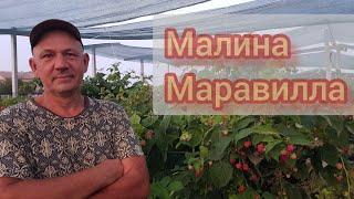 Плодоношение малины Маравилла