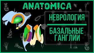 Базальные ядра головного мозга  Базальные ганглии  Неврология