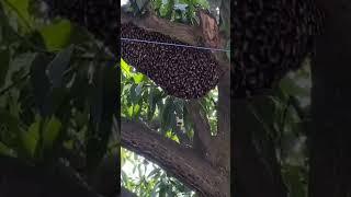 Wild Honey harvesting Madhu makkhi #youtubeshorts #viral #funny