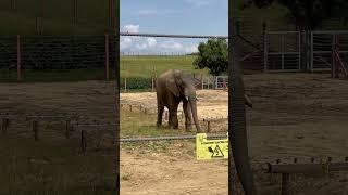 African bull elephant was pleased to see us @noahsarkzoofarm #elephany #africanelephant #zoo