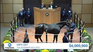 Goodnight Olive sells for $6000000 at The November Sale 2023