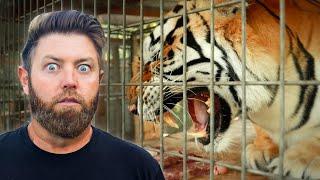 Turning A Domestic Tiger Into A Wild Animal Private Tour