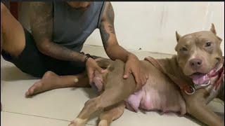 CIRI-CIRI ANJING MAU MELAHIRKAN ‼️ ANJING PERSIAPAN MELAHIRKAN