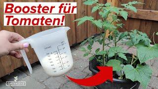 Unser Wundermittel für eine reiche Tomatenernte Mit diesem Hausmittel klappt es