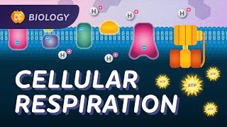 Cellular Respiration Do Cells Breathe? Crash Course Biology #27