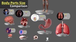 Body Size Comparison  Human anatomy size Human Body Organs Size