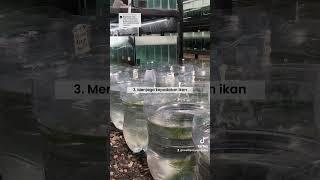 Tips agar burayak ikan guppy tumbuh lebih cepat