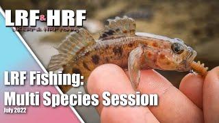 LRF Fishing Multi Species Session in South Devon