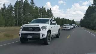 A Solitary Bison Creates A Miles Long Yellowstone Buffalo Jam