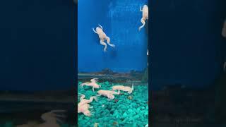 பலூன் தவளைகள்  African Clawed Frog Facts  Tamil Info Share #shorts