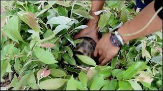 Adventures find encounters​​ turtle - turtle catch by  husband and wife​​ - Catch Turtle ​by farmer