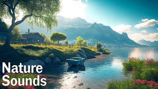 Soothing Music Along Beautiful Relaxing Nature Video Healing Music Stop Anxiety