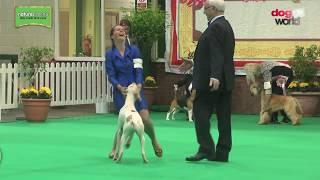 Birmingham National Dog Show 2017 - Best Puppy in Show