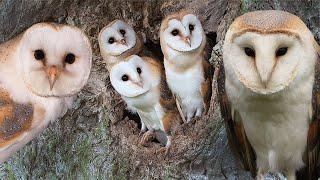 Young Barn Owls Life Beyond the Nest  Gylfie & Dryer  Robert E Fuller