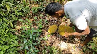 Jack fruit harvesting  natural food harvest  fruits  relaxing with nature  ruka vlogs