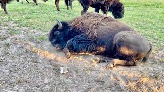 Bison Breeding Behavior Ive Never Seen Before