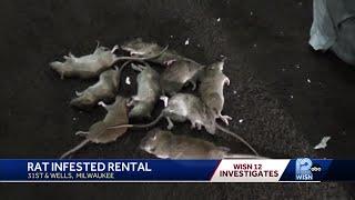 The rats are everywhere Tenant takes extermination into her own hands