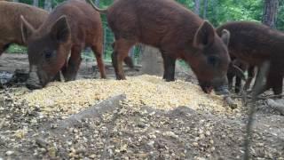 Wild hogs feeding