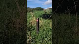 Carton Demesne trail in County Kildare #europe #ireland #travel #kildare