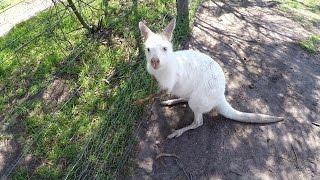 Australia White Kangaroo - very rare in the world 澳洲罕見白色袋鼠