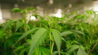 Recreational marijuana on the ballot Treasure Coast voters sound off