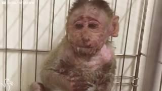 Baby Monkey Who Was Electrocuted Is So Lucky To Be Alive