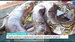 Giant python captured in Malaysia could be worlds largest