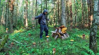 ЭТО МАКСИМАЛЬНЫЙ ШОК ПОЕХАЛ НА РАЗВЕДКУ И НАТКНУЛСЯ НА ГОРУ ГРИБОВ ПОДОСИНОВИКИ КОЛОСОВИКИ 2024