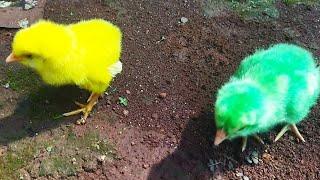 Memasukkan anak ayam warna warni ayam pelangi ayam rainbow anak ayam lucu lucu di ember