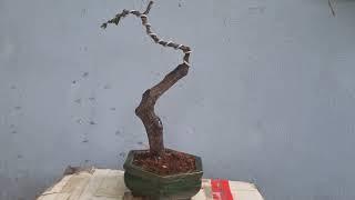 phôi cẩm thị #travel #bonsai #diybonsai #diy #diybonsai