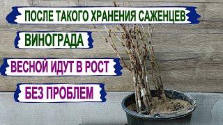  Не ПОШЛИ в рост САЖЕНЦЫ ВИНОГРАДА весной? Вот как нужно хранить саженцы в погребе. 100% результат.