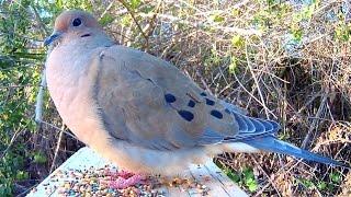 Mourning Dove Song Coo Call Sounds - Amazing Close-Up