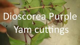 Purple Yam cuttings- Dioscorea- UBE