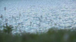 Bonne Terre Lake alligator believed to be released pet Officials