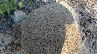 Disturbing a Huge FIRE ANT Mound - Neuse River Trail Clayton NC - Oct. 25 2014