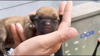 Newborn puppies abandoned at birth crying incessantly from hunger.