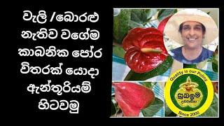 වැලිබොරළු නැතිව කාබනික පෝර විතරක් යොදා ඇන්තූරියම් හිටවමු#howtogrow #anthurium #plants #flowers