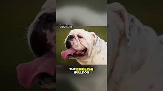 French Bulldogs vs Boston Terriers Discover the Connection #frenchbulldog  #bostonterrier #dogvsdog